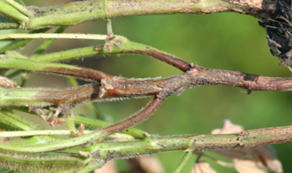 Phytophthora Kök Çürüklüğü.png